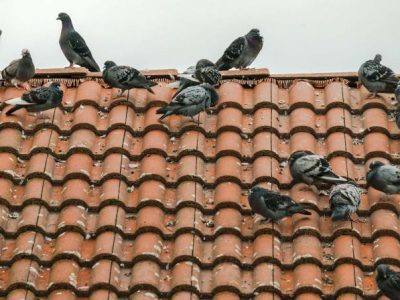 Residential and Commercial Bird pest control