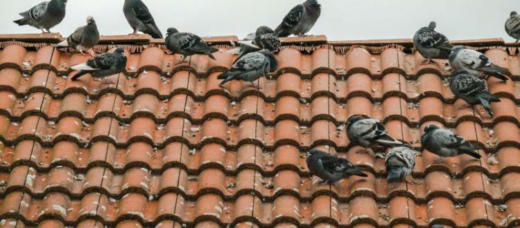 Residential and Commercial Bird pest control