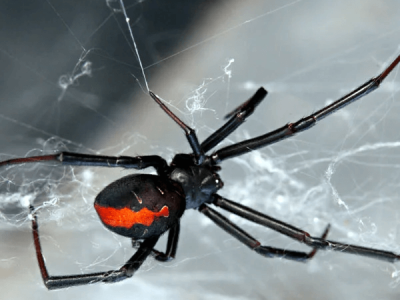 stop spiders moving in
