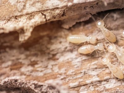 Termite Pest Control