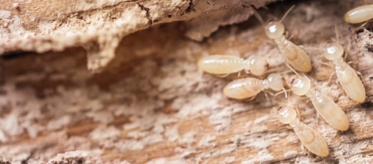 Termite Pest Control