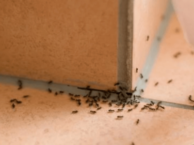Ant Pest Control