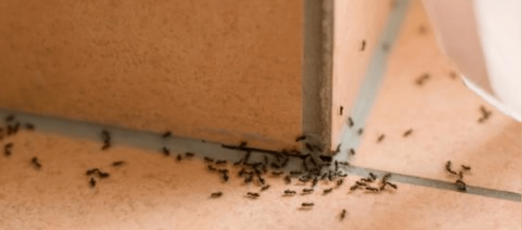 Ant Pest Control