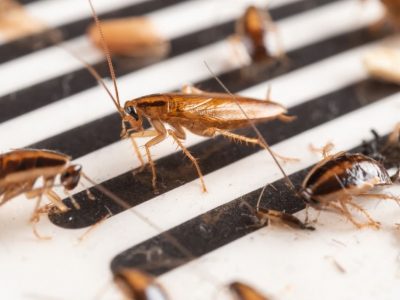 Cockroach Pest Control Services
