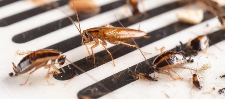 Cockroach Pest Control Services