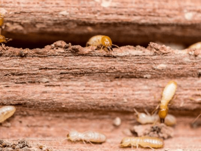 Termite prevention