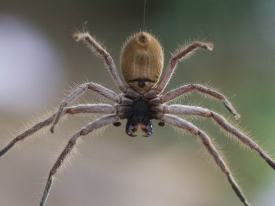 Spider Pest Control Services