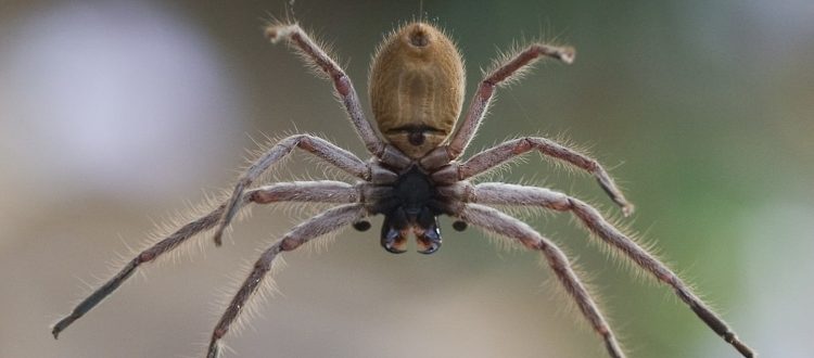 Spider Pest Control Services