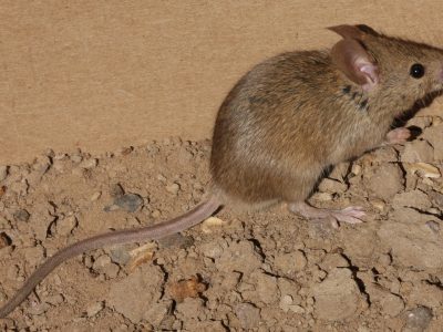 Rodent Pest Control Services